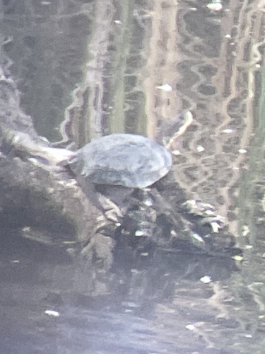 Northwestern Pond Turtle