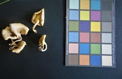 Lentinus squarrosulus