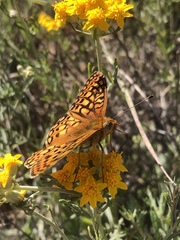 Speyeria callippe comstocki