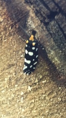 Euplocamus anthracinalis