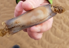 Scyliorhinus stellaris