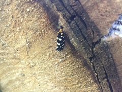 Euplocamus anthracinalis