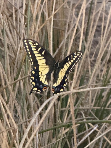 Anise Swallowtail