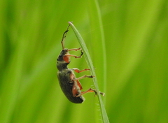 Phyllobius pomaceus