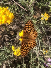 Speyeria callippe comstocki