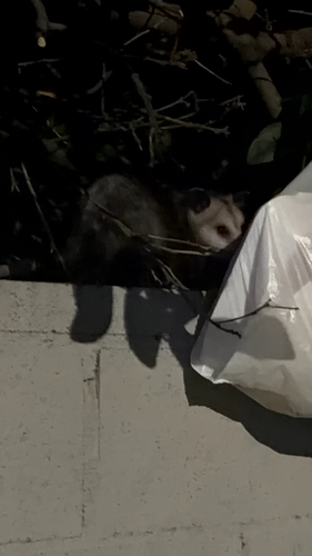 Virginia Opossum