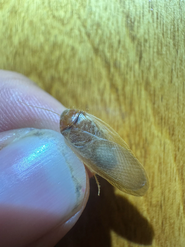 Hairy Desert Cockroach