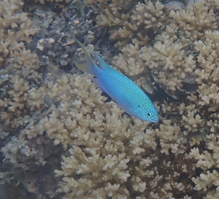 Pomacentrus pavo observed 2026-10-01