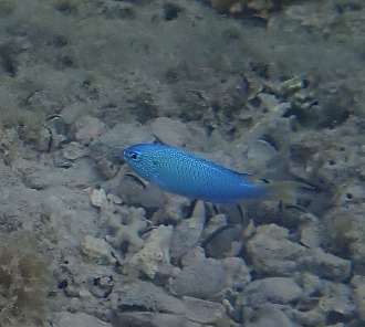 Pomacentrus pavo observed 2026-10-01