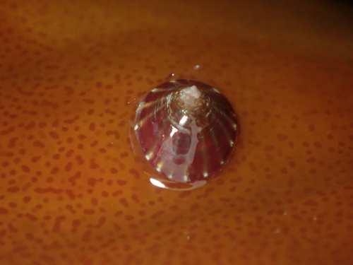 Shield False Limpet