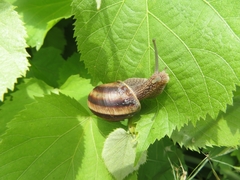 Helix lucorum