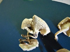 Lentinus squarrosulus