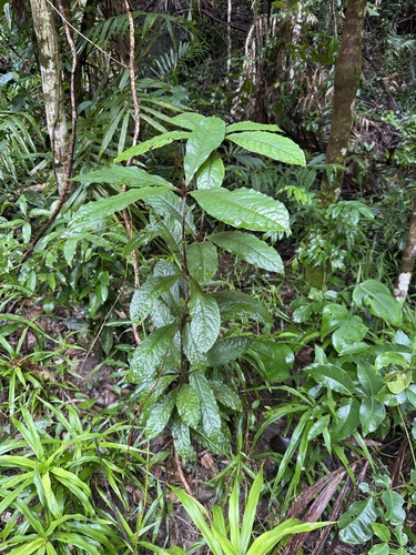 Pittosporum rubiginosum observed 2026-09-29
