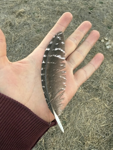 Wild Turkey