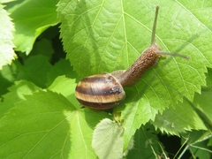 Helix lucorum