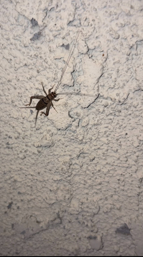 Tropical House Cricket