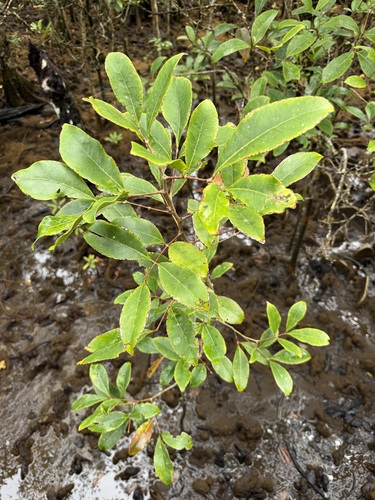 Xylocarpus granatum observed 2026-09-29