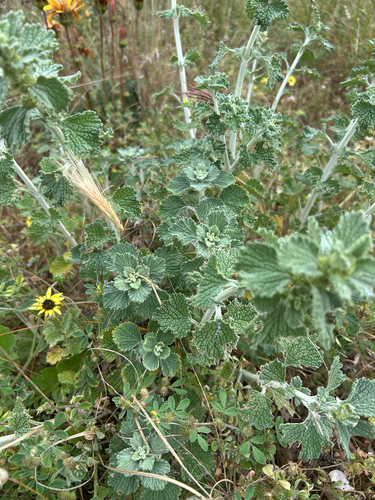 White Horehound
