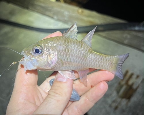 Pristicon trimaculatus observed 2026-10-01