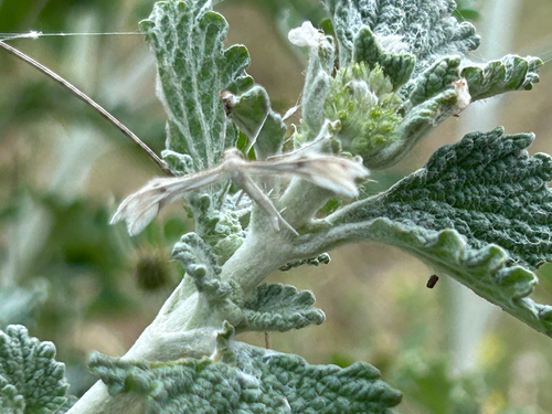 Horehound Plume Moth