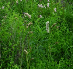 Sanguisorba tenuifolia