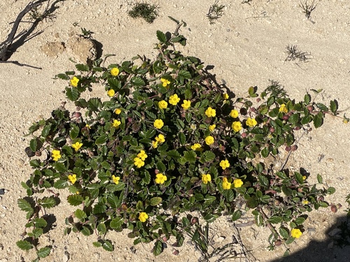 Hibbertia grossulariifolia observed 2026-10-01