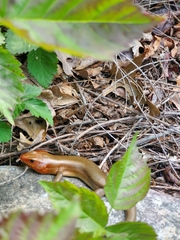 Plestiodon laticeps