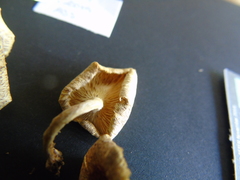 Lentinus squarrosulus