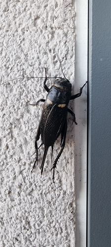 Southern Field Cricket
