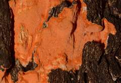 Gloeoporellus merulinus