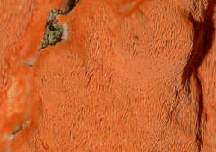 Gloeoporellus merulinus