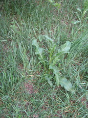 Rumex crispus