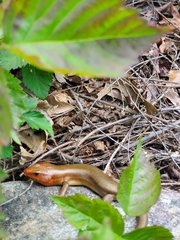 Plestiodon laticeps