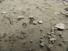 Ellipes minuta