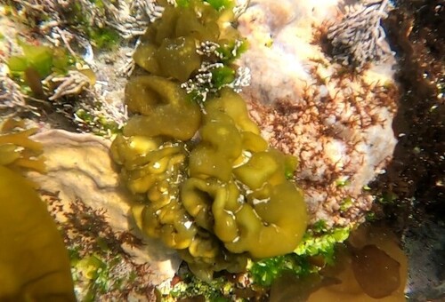 Colpomenia sinuosa observed 2026-09-30