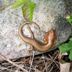 Plestiodon laticeps
