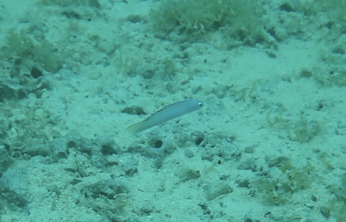 Ptereleotris microlepis observed 2026-10-01