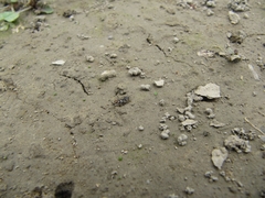 Ellipes minuta