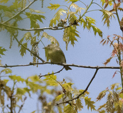 Vireo gilvus