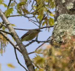 Vireo gilvus