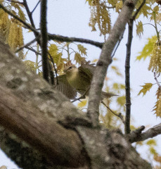 Vireo gilvus