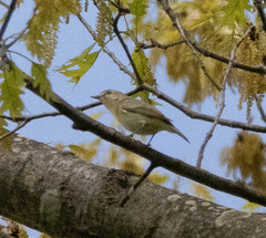 Vireo gilvus