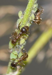 Solenopsis