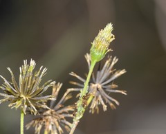 Solenopsis