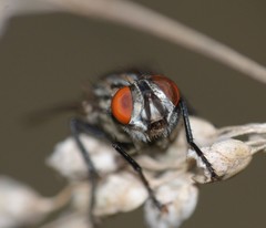 Diptera