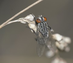 Diptera