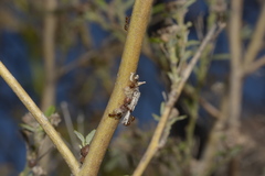 Solenopsis
