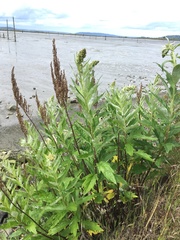 Artemisia suksdorfii