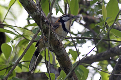 Pterorhinus pectoralis
