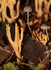 Ramaria lorithamnus